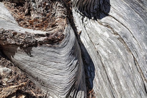 Weathered silver-grey tree bark with structures