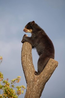 Sun bear