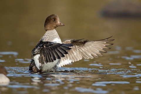 Goldeneye female flapping wings. .