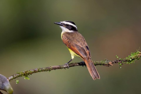 Great kiskadee