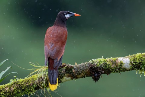 Montezuma Oropendola