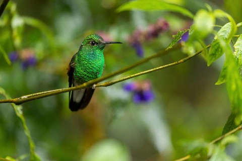 Coppery-headed emerald