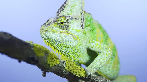 Adult green Veiled chameleon
