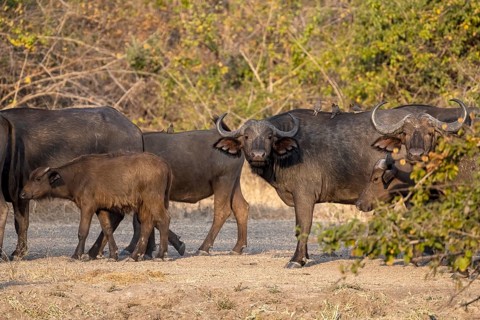 African buffalo