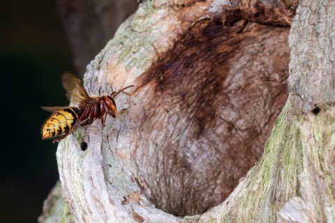 European hornet