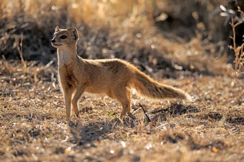 Yellow mongoose