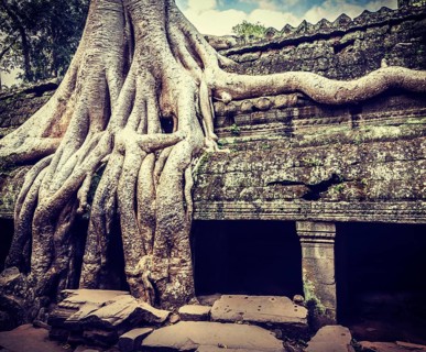 Vintage retro effect filtered hipster style travel image of ancient ruins with tree roots