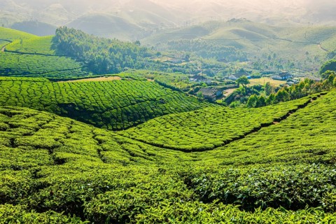 Kerala India travel background