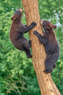 Black bear