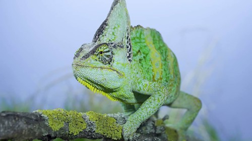 Adult green Veiled chameleon