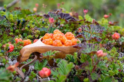 Cloudberries