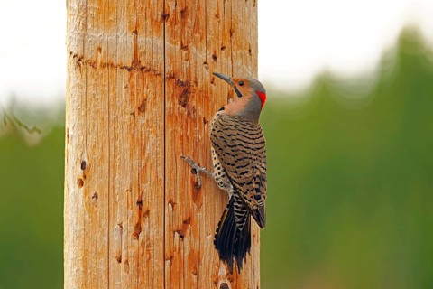 Northern flicker