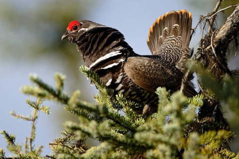 Spruce Grouse
