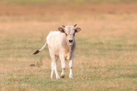 Hungarian Steppe Cattle or Hungarian Grey Cattle