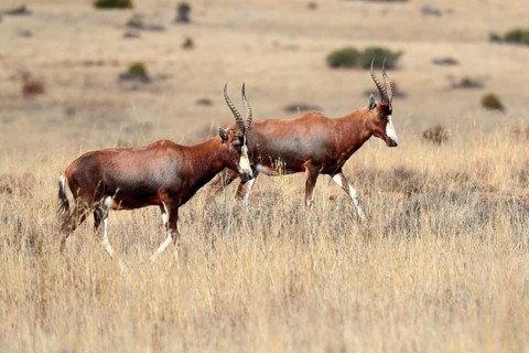 Bontebok