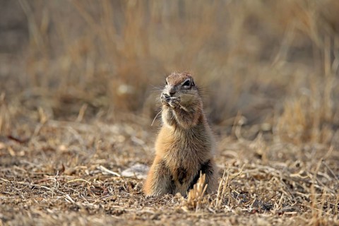 Cape ground squirrel