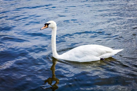 Mute Swan