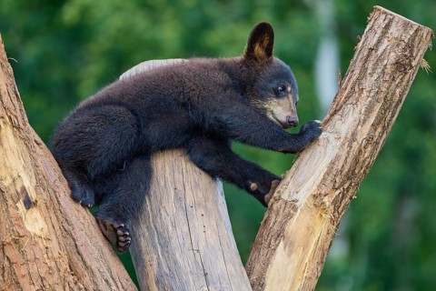 Black bear