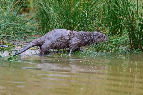 European Otter