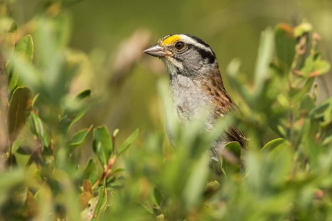 White-throated sparrow