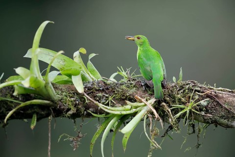 Green honeycreeper