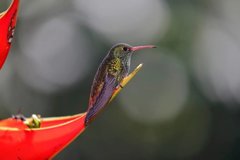 Rufous-tailed hummingbird
