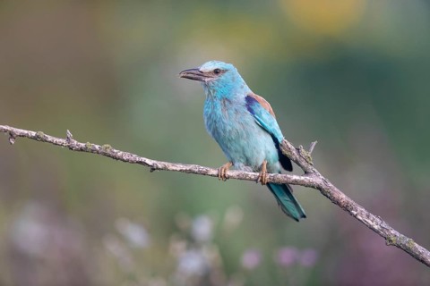 European roller