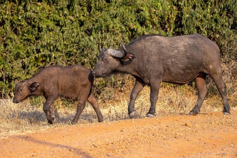 African buffalo