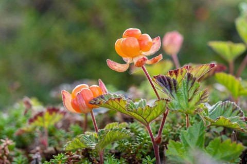 Cloudberry