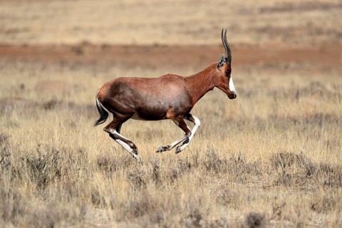 Bontebok