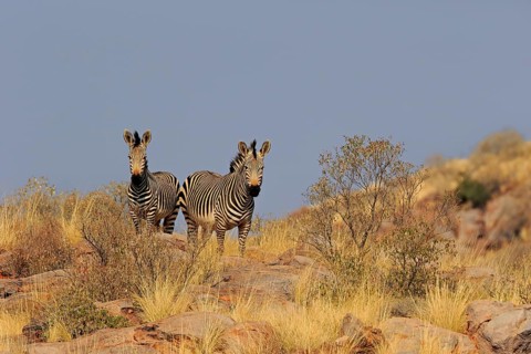 Hartmann's mountain zebra