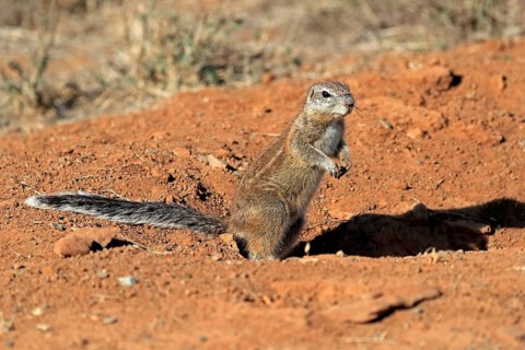 Cape ground squirrel