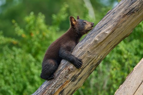 Black bear