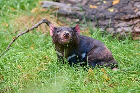 Tasmanian devil