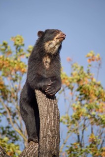 Sun bear