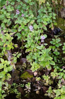 Water mint