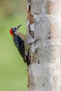 Black-cheeked woodpecker
