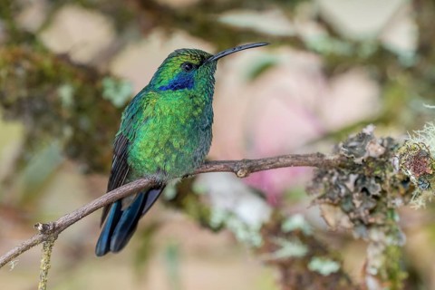 Mexican violetear
