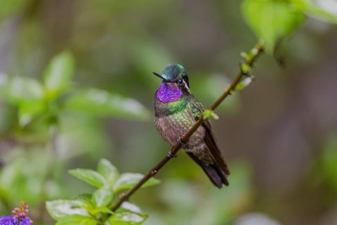 Purple-throated nymph