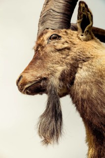 Wild brown mountain goat with two huge horns
