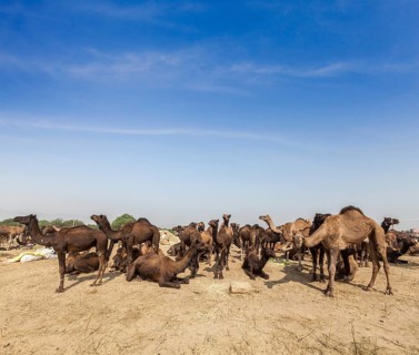 Camels at Pushkar Mela