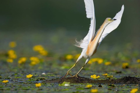 Squacco Heron