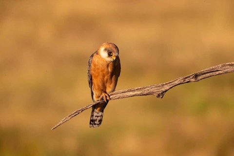 Red-footed Falcon