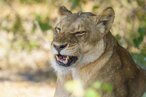 Lioness