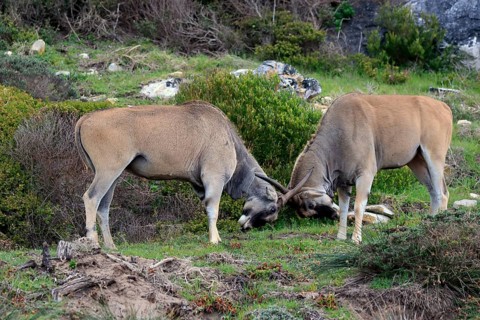 Common eland