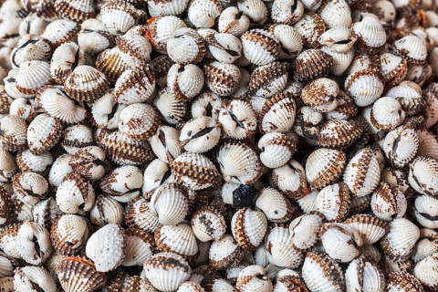 Scallops close up bacgkround texture
