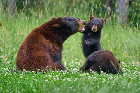 Black bear