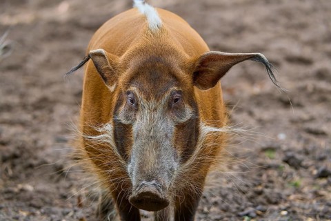 Brush-eared pig