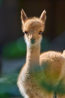 Vicuna