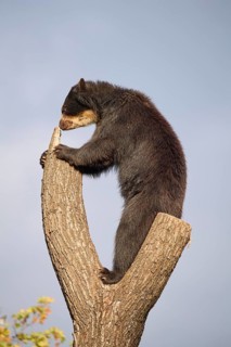 Sun bear